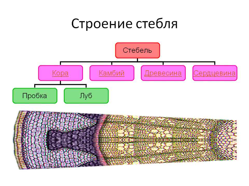 Ткань камбия биология 6 класс. Клеточное строение травянистого стебля. Внутреннее строение стебля 5 класс биология. Внутреннее строение стебля древесина. Стебель внутреннее строение стебля.