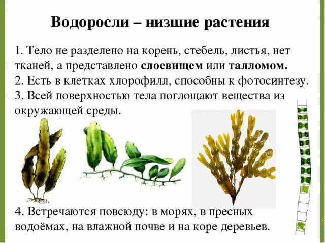 Корни есть листьев нет. Низшие растения фукус. Строение низших растений. У низших растений водорослей тело. Низшие растения водоросли строение.