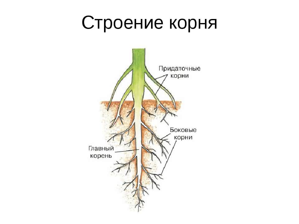 Легкий какой корень. Внешнее строение корня схема. Из чего состоит строение корня. Корень схема биология. Внешнее строение корня растения.